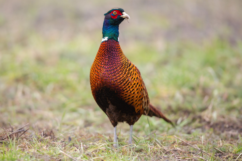 bažant obyčajný, The common pheasant (Phasianus colchicus)