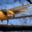 Zlatý bažant