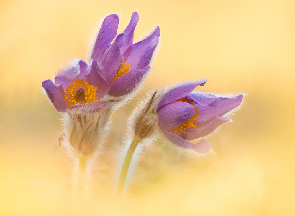 V žltom závoji ...