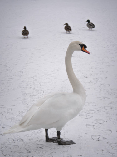 labuť na zimnom jazere