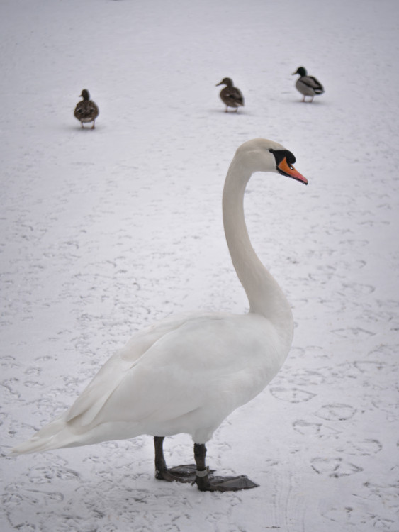labuť na zimnom jazere