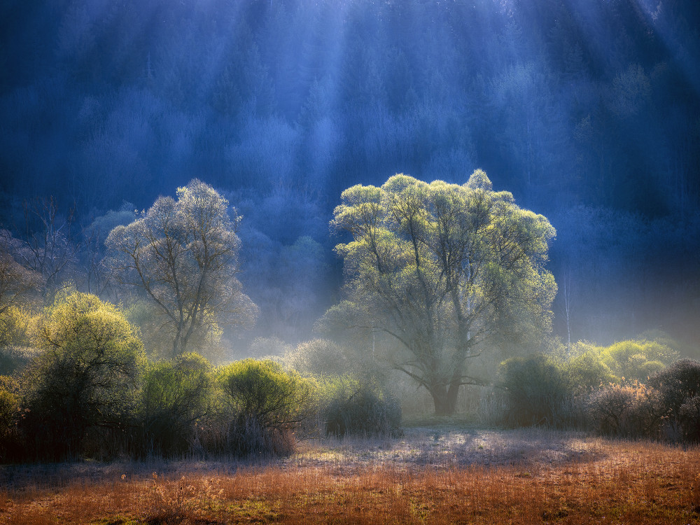 Fiat Lux