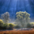 Fiat Lux