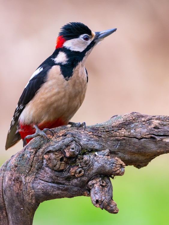 ďateľ veľký, strakopud, strachopud (Dendrocopos major)