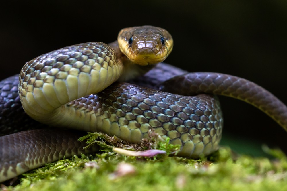 Užovka stromová, The Aesculapian snake