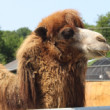 lama alpaka