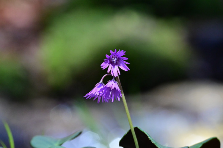 Soldanella carpatica