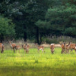 Rodinka danielov