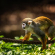 Squirrel monkey