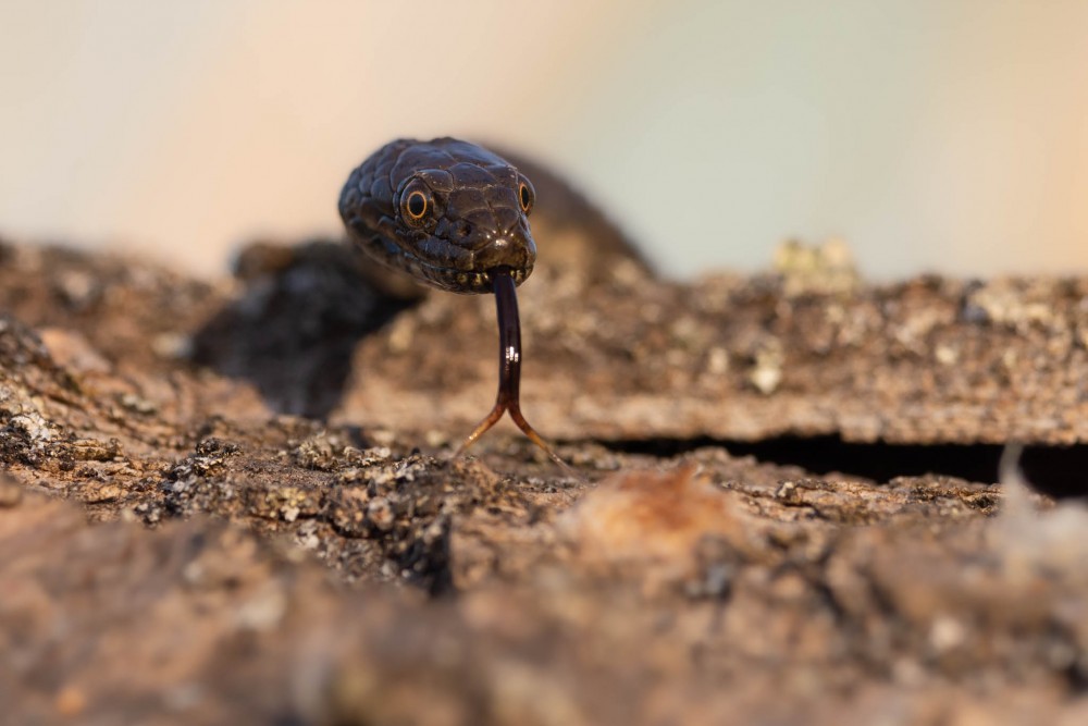 užovka fŕkaná (Natrix tessellata)