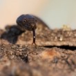 užovka fŕkaná (Natrix tessellata)