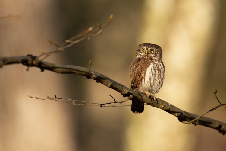 Glaucidium passerinum (kuvičok vrabčí)