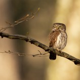 Glaucidium passerinum (kuvičok vrabčí)