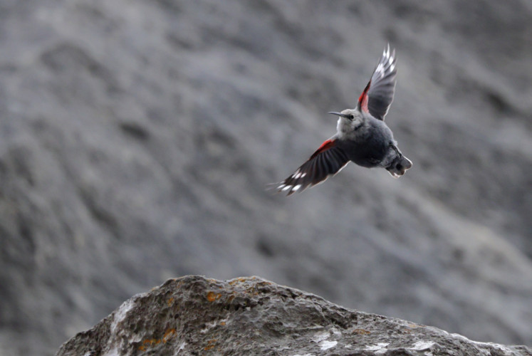 Murárik červenokrídly