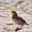 Wildlife v meste