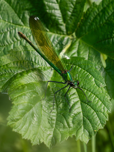 Calopteryx