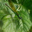 Calopteryx