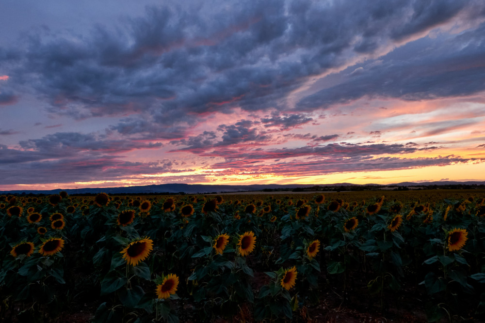 podvečer so slnečnicami