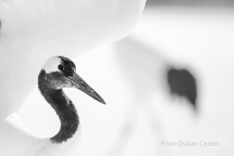 Žeriav mandžuský (Grus japonensis)