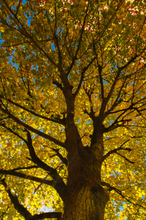 jesenná fotografia stromu