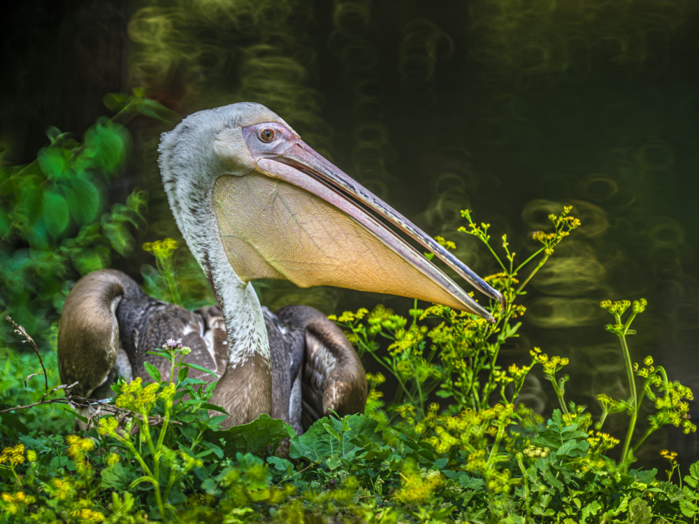 Pelikán hnedý (Pelecanus occidentalis)