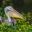 Pelikán hnedý (Pelecanus occidentalis)