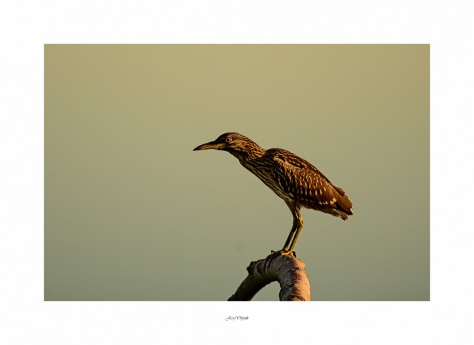 Nycticorax nycticorax