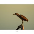 Nycticorax nycticorax