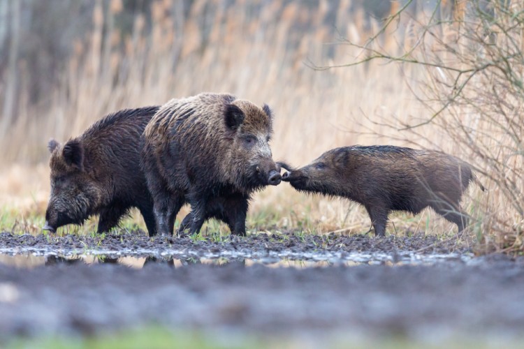 Diviak lesný (Sus scrofa)