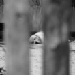 Siesta