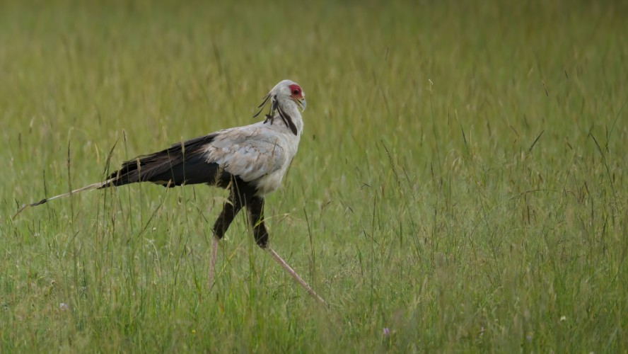 Hadožrút nohatý, Masai Mara