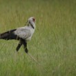 Hadožrút nohatý, Masai Mara