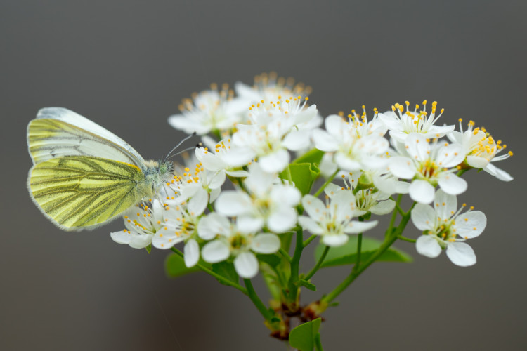 Mlynárik repkový (Pieris napi)