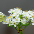 Mlynárik repkový (Pieris napi)