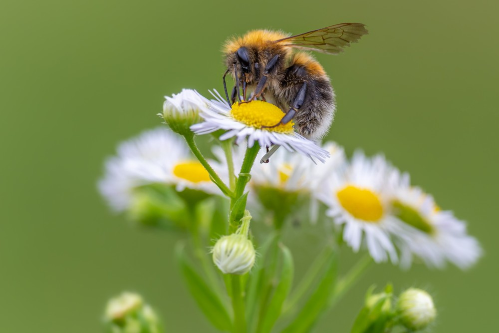 Čmeľ, čmeliak (Bombus)