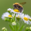 Čmeľ, čmeliak (Bombus)