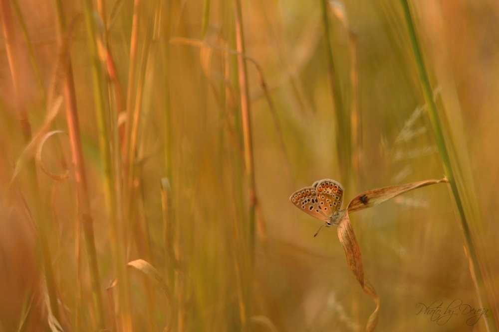 in the reeds