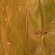 in the reeds