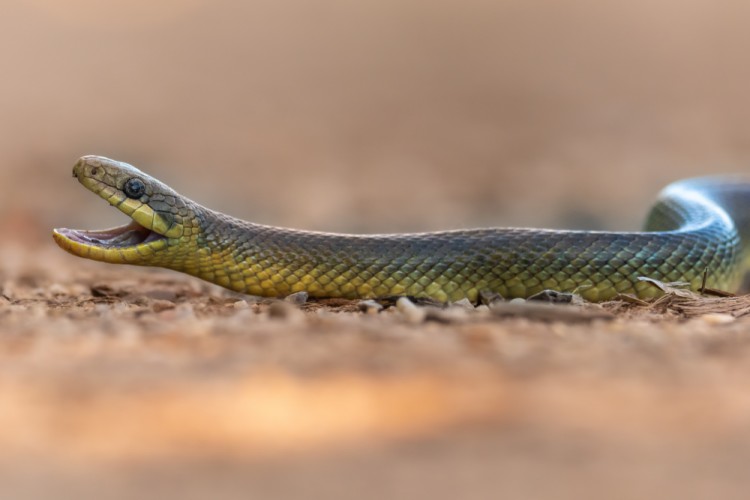 Užovka stromová, The Aesculapian snake (Zamenis longissimus)