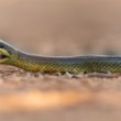 Užovka stromová, The Aesculapian snake (Zamenis longissimus)