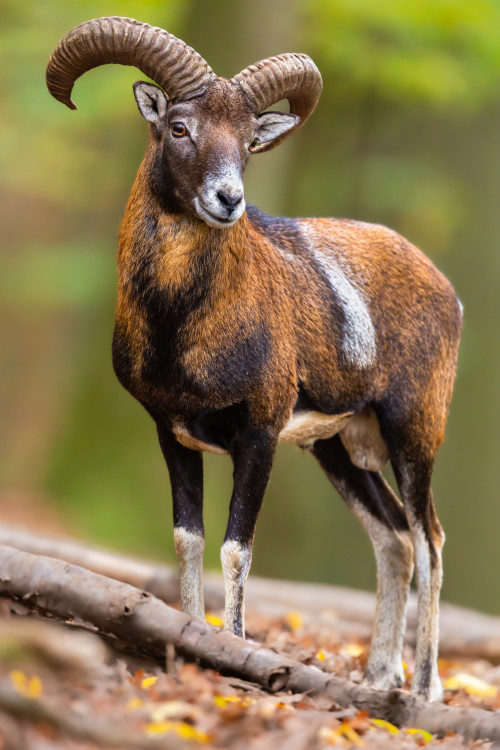 muflón lesný, The European mouflon (Ovis musimon)