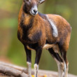 muflón lesný, The European mouflon (Ovis musimon)