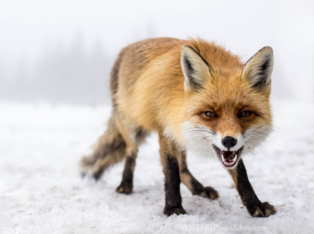 Wild Fox