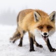 Wild Fox