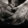 Hands