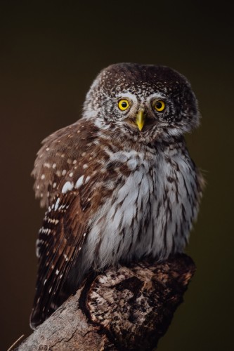 KUVIČOK VRABČÍ (Glaucidium passerinum)