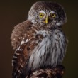 KUVIČOK VRABČÍ (Glaucidium passerinum)