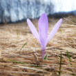 krokus