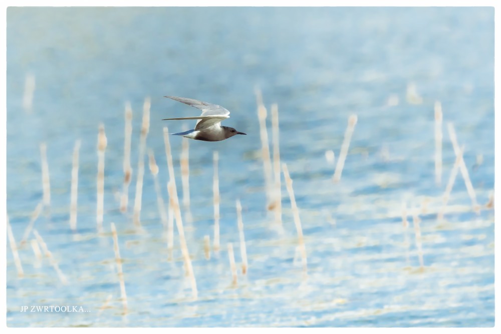 čorík čierny Chlidonias niger  Black Tern  II.