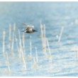 čorík čierny Chlidonias niger  Black Tern  II.